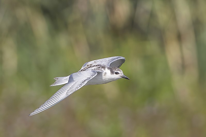 File:Whiskered tern (Chlidonias hybrida) juvenile in flight Danube delta 2.jpg