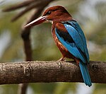 White-throated Kingfisher (Halcyon smyrnensis) in Hyderabad W IMG 4698.jpg