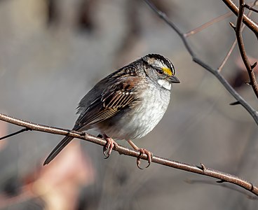White-throated sparrow (94058)2