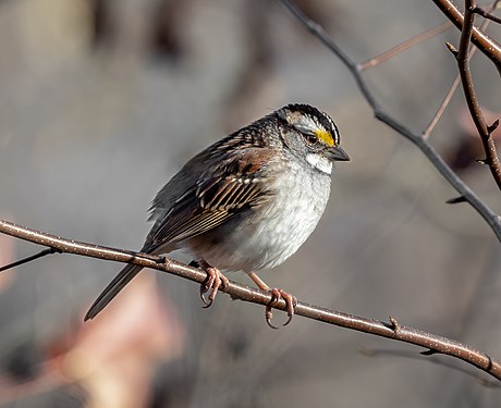 A white-throated sparrow lost in thought