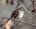 Image 52White-throated sparrow in Prospect Park