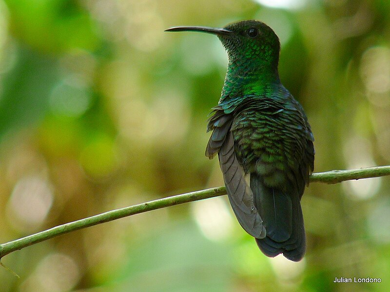 File:White-vented Plumeleteer (Chalybura buffonii).jpg