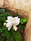 White Jasmine Flower.jpg
