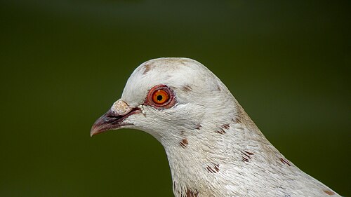 A white common dove in Greece.