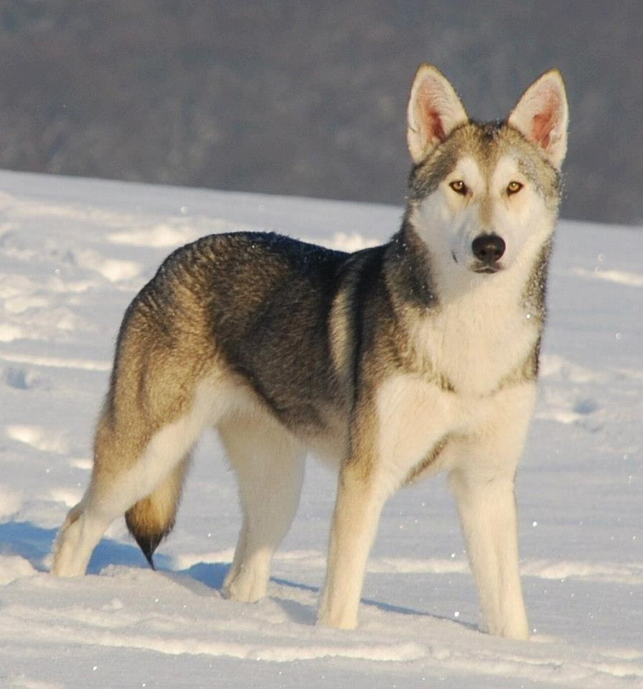 Порода собак чешский Волчак