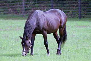 White Muzzle British-bred Thoroughbred racehorse