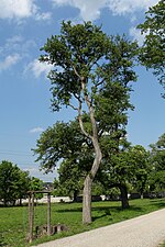 Thumbnail for File:Wien-Hietzing - Naturschutzgebiet 1 - Lainzer Tiergarten - Forstgartenwiese II.jpg