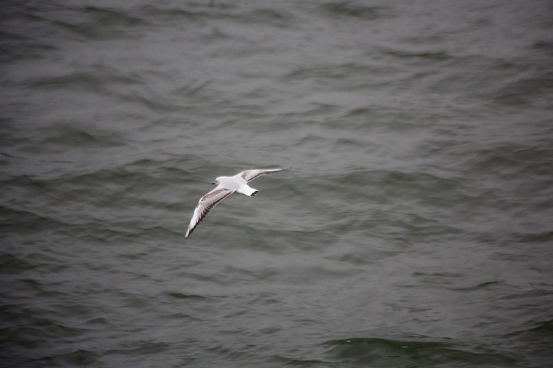 File:Wien Donau 2014-12-03 052 Lachmöwe Larus ridibundus.jpg