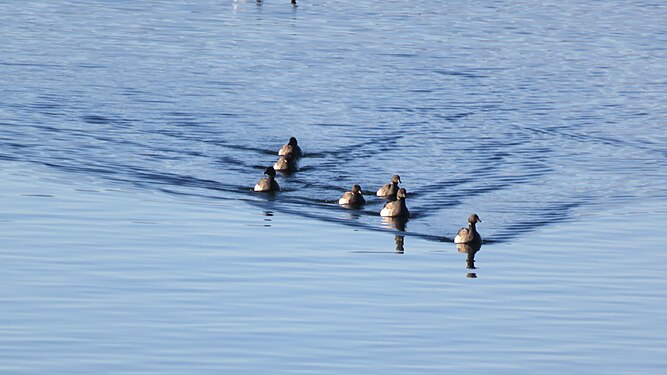 Wild Geese, Co. Kerry, Ireland.