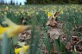 Wild daffodils in Tartumaa last day of April 2022 04.jpg
