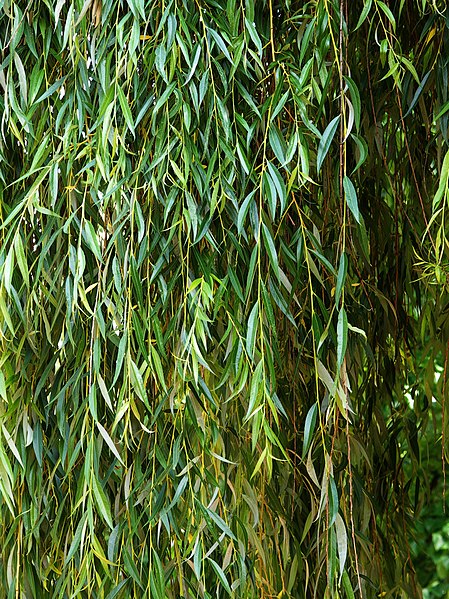 File:Willow Salix babylonica.jpg