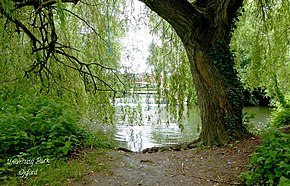 A large willow tree where Tolkien used to walk