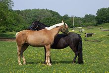 Gelding a male horse can reduce potential conflicts within domestic horse herds. Win win relationship.JPG