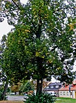 Linde-Winterlinde (Tilia cordata)