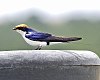 Wire-tailed swallow adult (Hirundo smithii).jpg