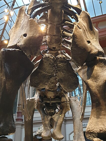 World's tallest mounted dinosaur skeleton: Brachiosaurus brancai in Museum für Naturkunde, Berlin