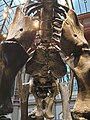 The tallest mounted dinosaur skeleton in the world in the Museum für Naturkunde, Berlin