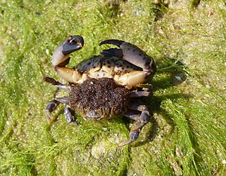 Underside of a "berried" female, carrying eggs under her abdomen Xantho poressa 2009 G1.jpg