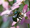 The xylocopa aeratus