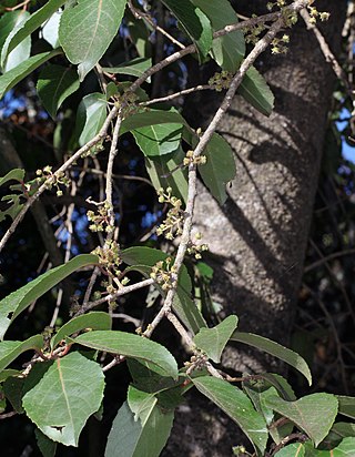 <i>Xylosma crenata</i> Species of tree