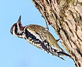 * Nomination Yellow-bellied sapsucker in Central Park --Rhododendrites 13:09, 31 March 2021 (UTC) * Promotion  Support Good quality. --Ermell 18:21, 31 March 2021 (UTC)