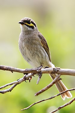 Yellow-faced Honeyeater