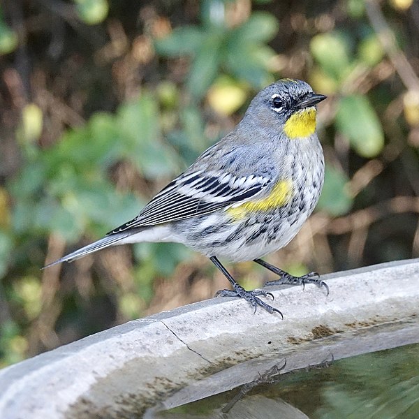 File:Yellow-rumped Warbler (45689199994).jpg