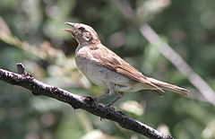 Description de l'image Yellow-throated_Petronia,_Petronia_superciliaris,_at_Borakalalo_National_Park,_Northwest_Province,_South_Africa_(16180425056).jpg.