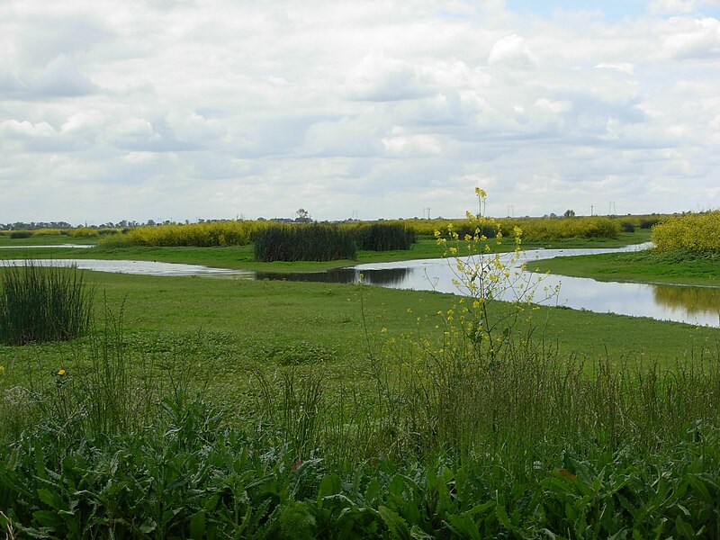 File:Yolo Bypass Refuge.jpg