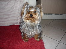 Esemplare maschio Yorkshire Terrier di un anno