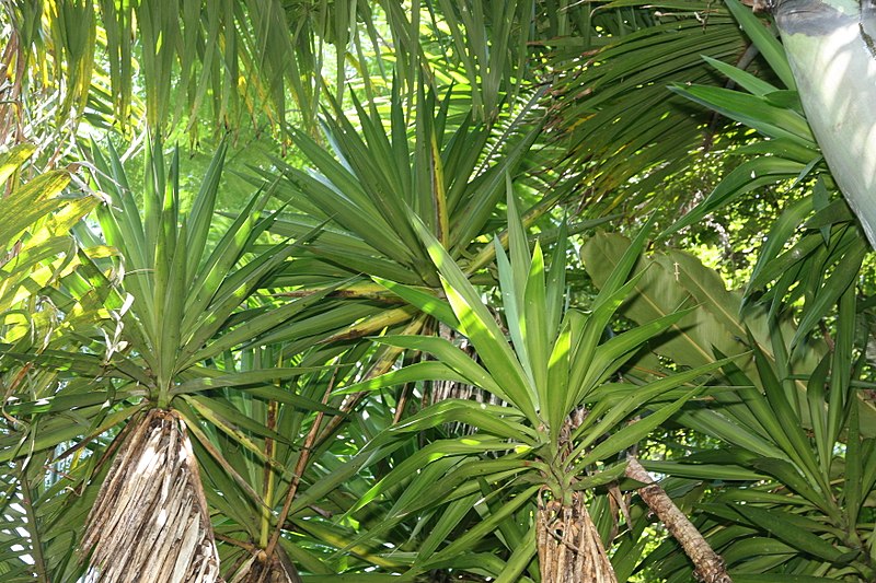 File:Yucca elephantipes 8zz.jpg