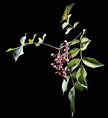 Z. piperitum Fruit Zanthoxylum piperitum.jpg