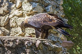 Östlicher Kaiseradler (Aquila heliaca)