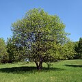 Vŕba rakytová; dospelý strom (jar)