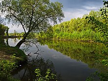 Верба́ (Salix L.) в травні на р. Псел