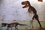 Миниатюра для Файл:Тиранозавр рекс.JPG