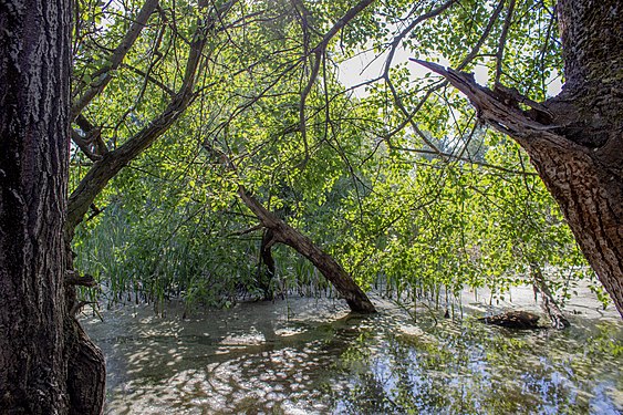 Trubarevo Arboretum Photograph: Tashkoskim