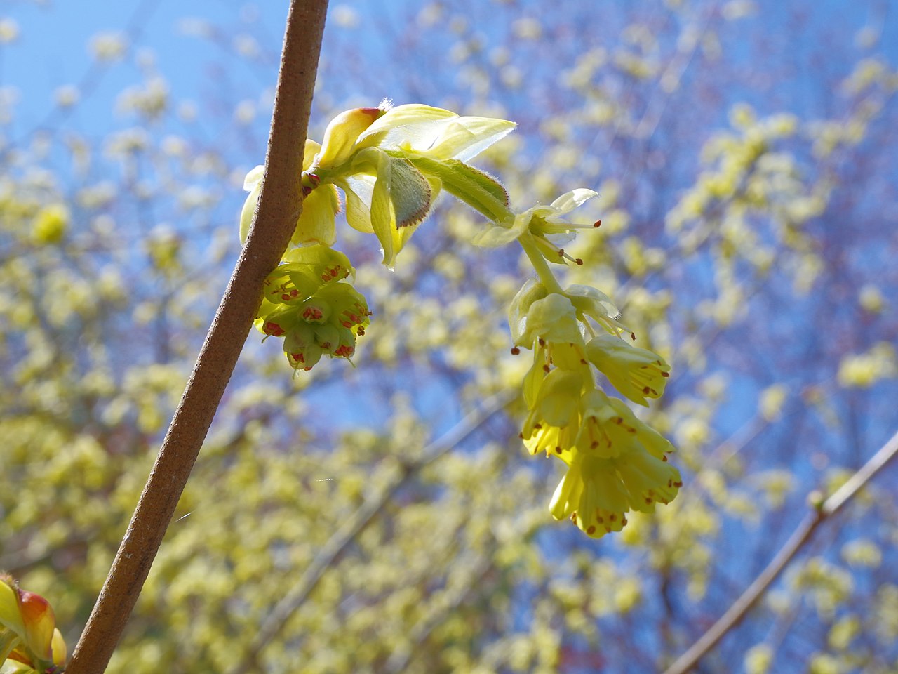 File トサミズキ 土佐水木 の花 宇陀市室生にて Spike Winter Hazel 13 4 13 Panoramio Jpg Wikimedia Commons