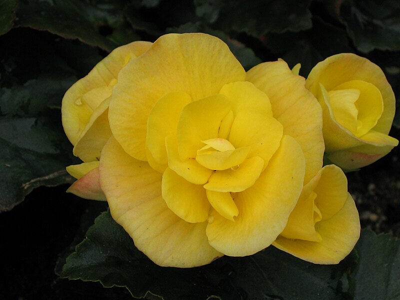 File:麗格秋海棠(玫瑰海棠) Begonia hiemalis (Begonia elatior) -香港禮賓府 Hong Kong Government House- (9216128858).jpg