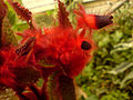Dlouze štětinaté květy Parakohleria rhodotricha