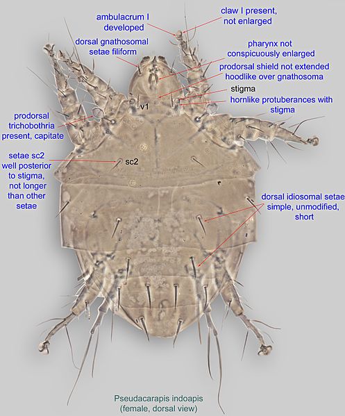 File:1-Pseudacarapis indoapis female dors Paratype PH100.jpg