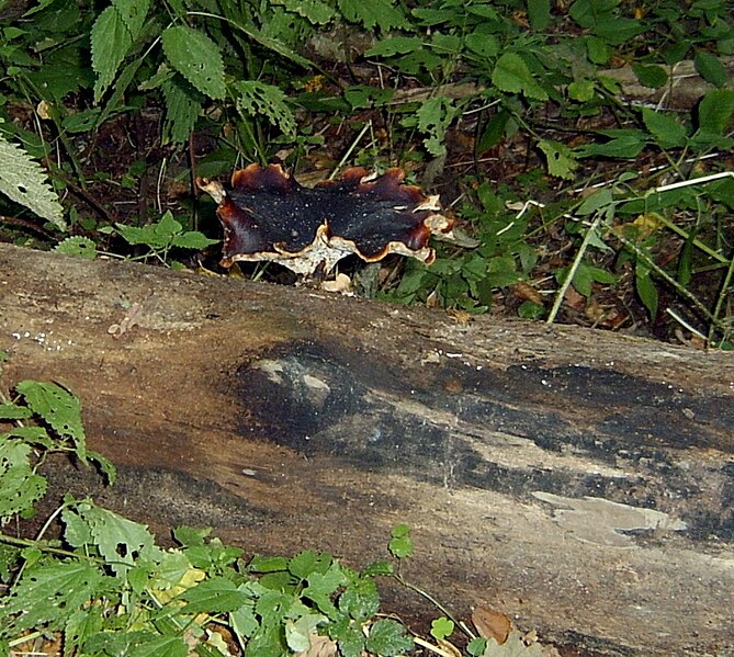 File:2005-09 Białowieski Park Narodowy 13.jpg