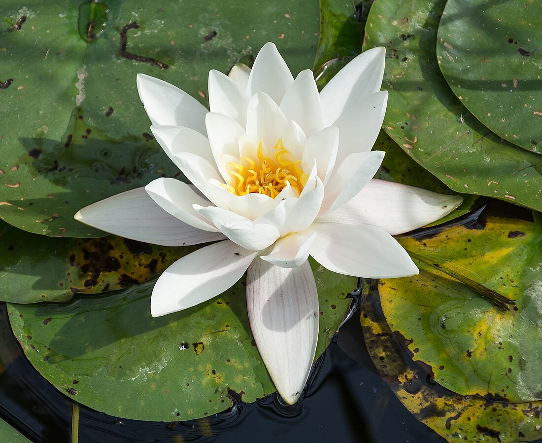 Nymphaea alba