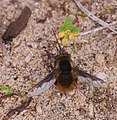 Großer Wollschweber - Bombylius major