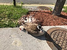 A Canada goose guarding its eggs in an Applebee's parking lot in Virginia. 2018-05-08 16 59 05 Canadian Goose and nest with eggs in the parking lot of the Applebee's in Fair Lakes, Fairfax County, Virginia.jpg