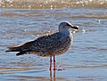 Silbermöwe - Larus argentatus, Jungvogel