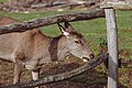 Eine hustende Hirschkuh: Bei Tieren kommt das von Bakterien oder Parasiten, nicht durch eine Erkältung wie bei uns.