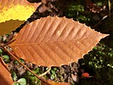 Fagus grandifolia, or American beech.