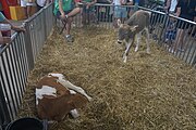 Cows at Dairy Lane