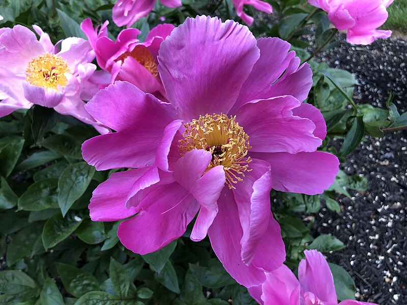 File:2023-05-19 19 18 17 Peony flower along Perry Drive in the Mountainview section of Ewing Township, Mercer County, New Jersey.jpg